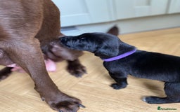 Mixed Breed dogs for sale: Beautiful pointer lab puppies!  - Image 26