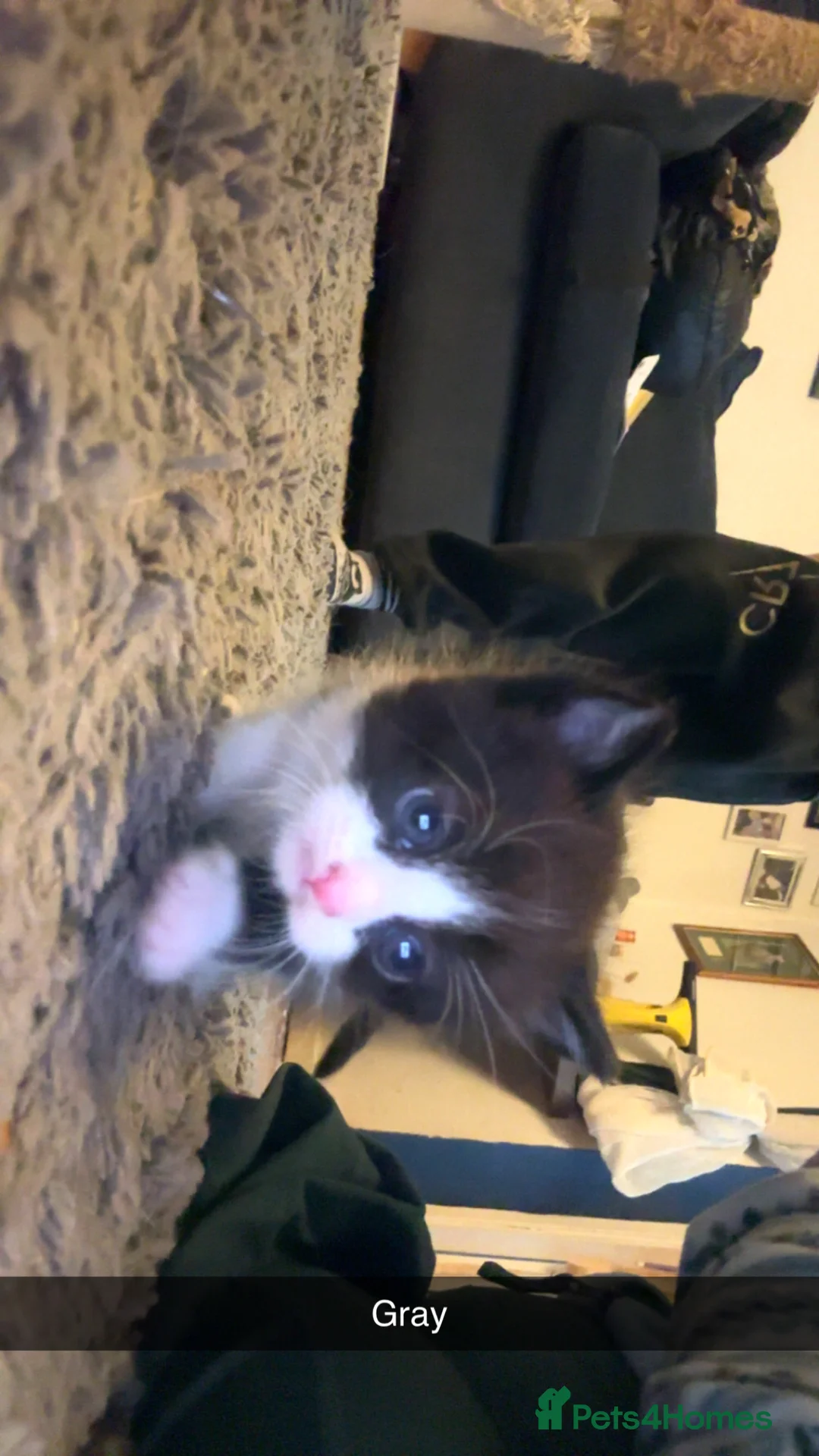 Domestic Shorthair cats for sale: 4 Tuxedo Kittens - Advert 12