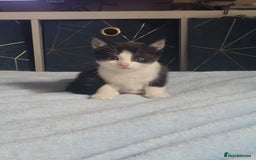 Mixed Breed cats for sale: Urgent Black and white pink nosed female kitten  - Image 8