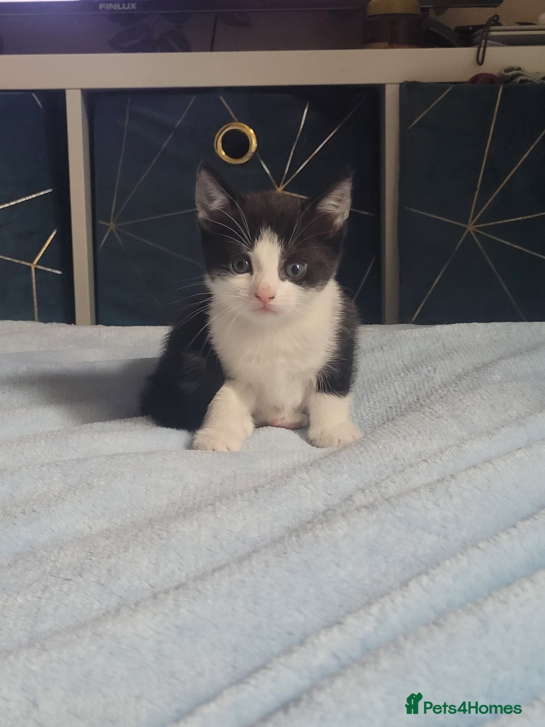 Mixed Breed cats for sale: Urgent Black and white pink nosed female kitten  - Image 8