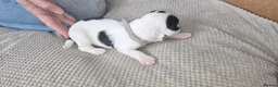 Sprocker dogs for sale: Sprocker puppies  - Advert 15