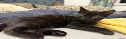 Mixed Breed cats for sale: Adorable black kitten male for Adoption  in Chertsey - Advert 3
