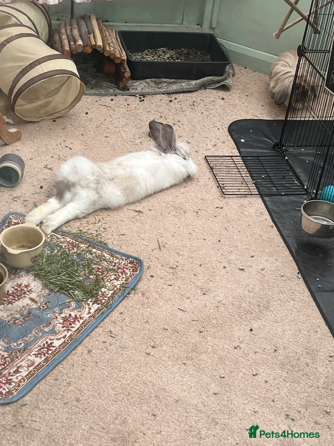 Lionhead rabbits for sale: Lionhead/giant lop rabbit in Mexborough - Advert 1