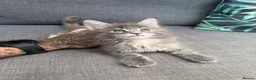 Maine Coon cats for sale: Main coon kittens - Advert 2