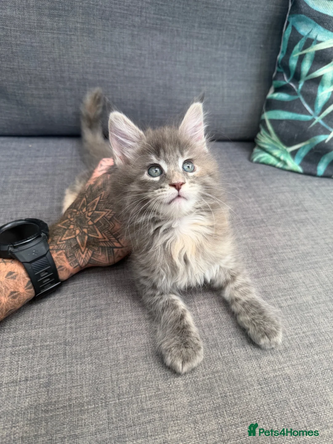 Maine Coon cats for sale: Main coon kittens - Advert 2