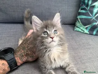 Maine Coon cats Main coon kittens - Advert 1