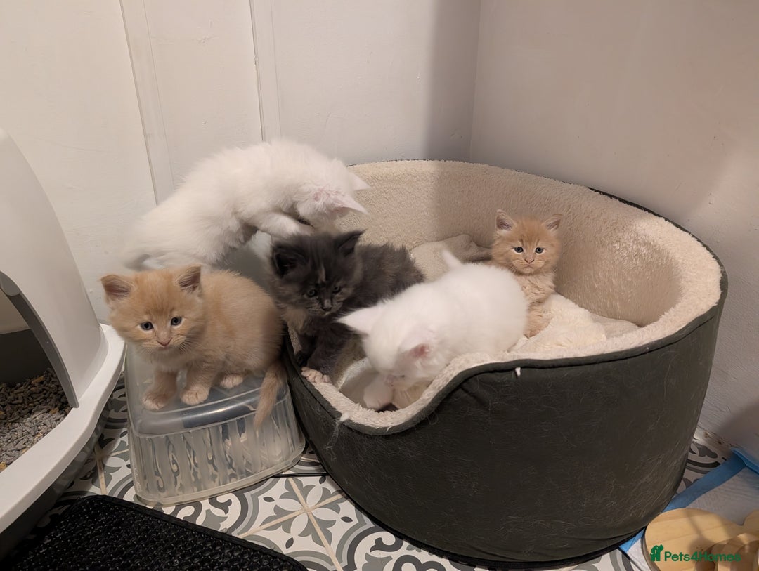 Maine Coon cats for sale: Beautiful Tica Registered Maine Coon Kittens  - Advert 1