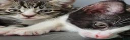 Mixed Breed cats for sale: *two left* Amazing family raised kitten - Advert 10