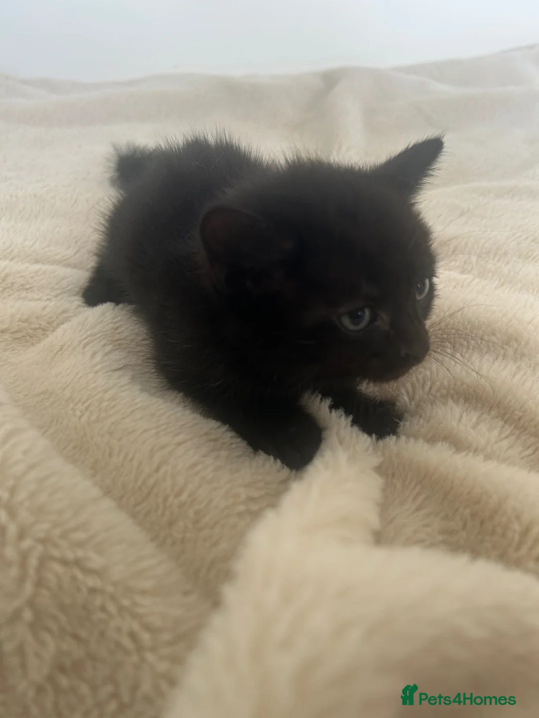 Mixed Breed cats for sale: Bhs kittens for sale ❤️💙 - Advert 5