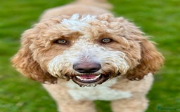 Double Doodle dogs for sale: Double Doodles due Halloween  - Image 4