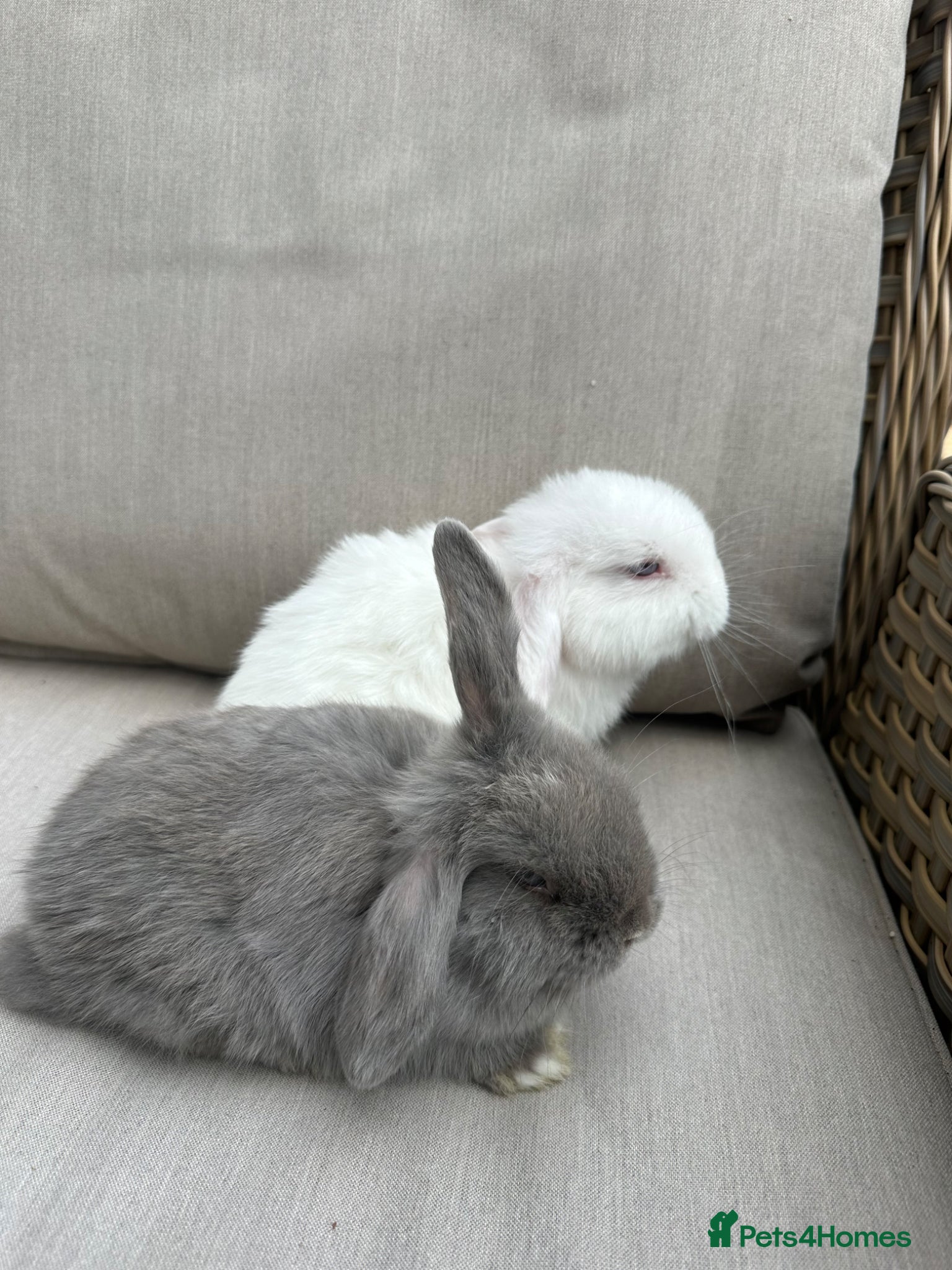 Mini Lop rabbits 2 lovely mini lop sisters. - Advert 14