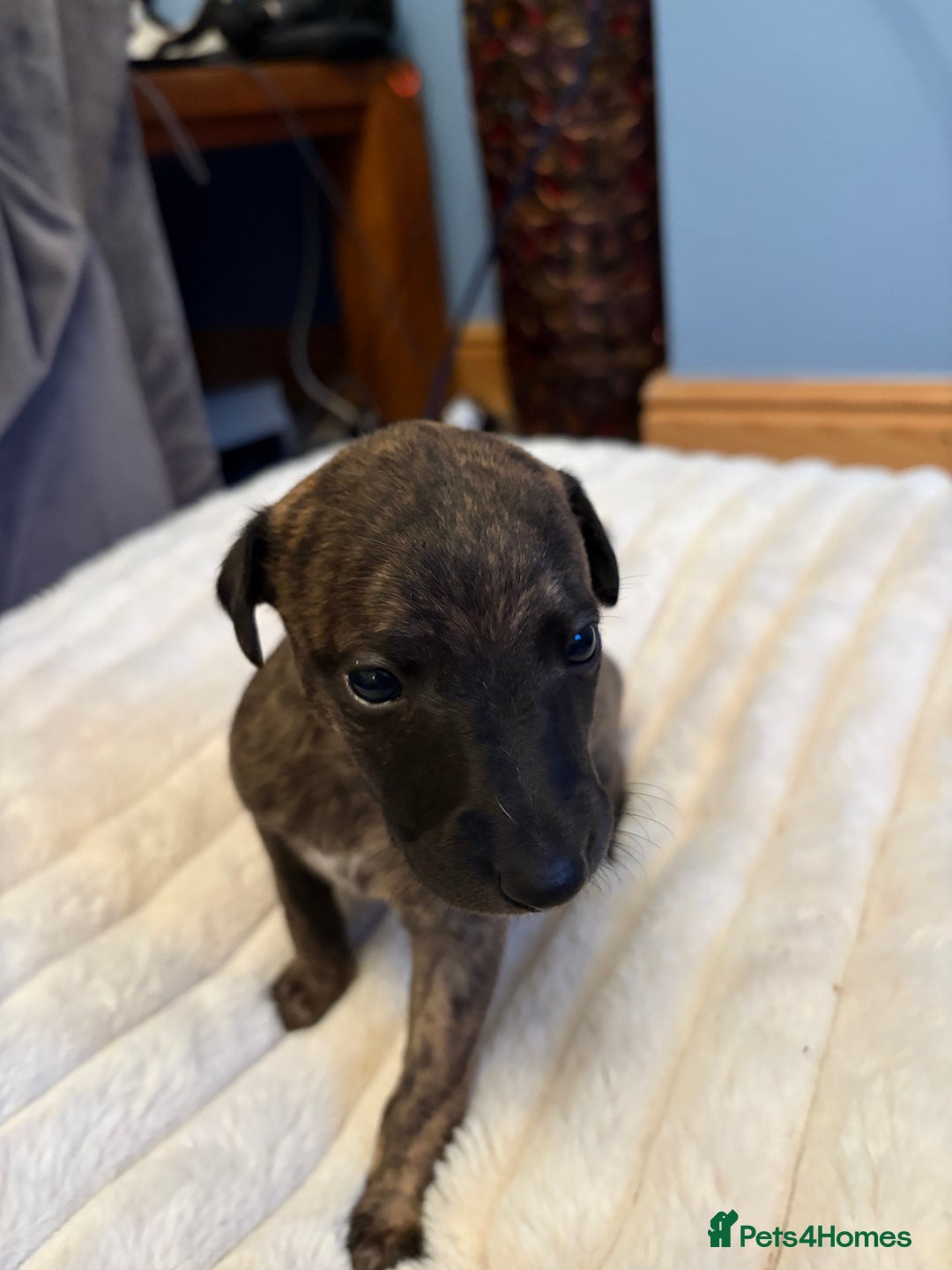 Whippet dogs for sale: Whippet Puppies - Advert 11