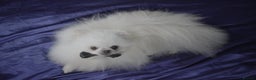 Pomeranian dogs for stud: White Pomeranian KC Registered CHAMPION Bloodlines in Manchester - Advert 1