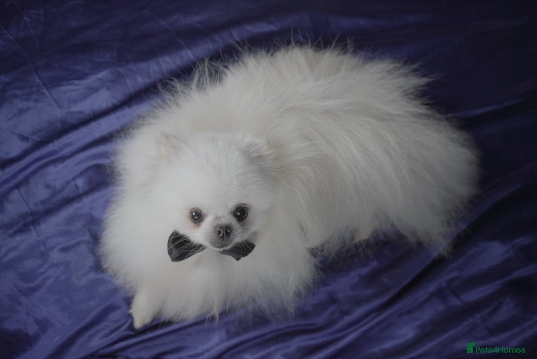 Pomeranian dogs for stud: White Pomeranian KC Registered CHAMPION Bloodlines in Manchester - Advert 1