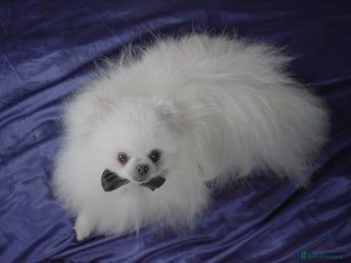 Pomeranian dogs in Manchester - Advert 1