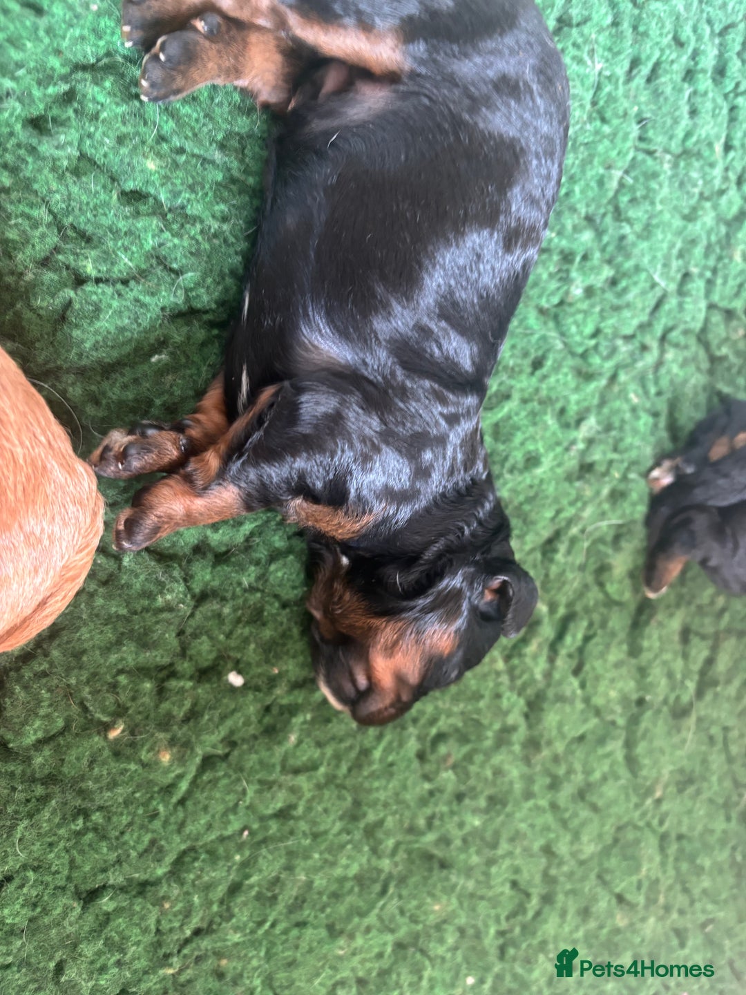 Cavapoo dogs for sale: Extensive health tested f1 cavapoo pups males  - Image 14