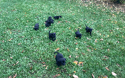 Labrador Retriever dogs for sale: 4x Black Dog Labrador Puppies - Image 4