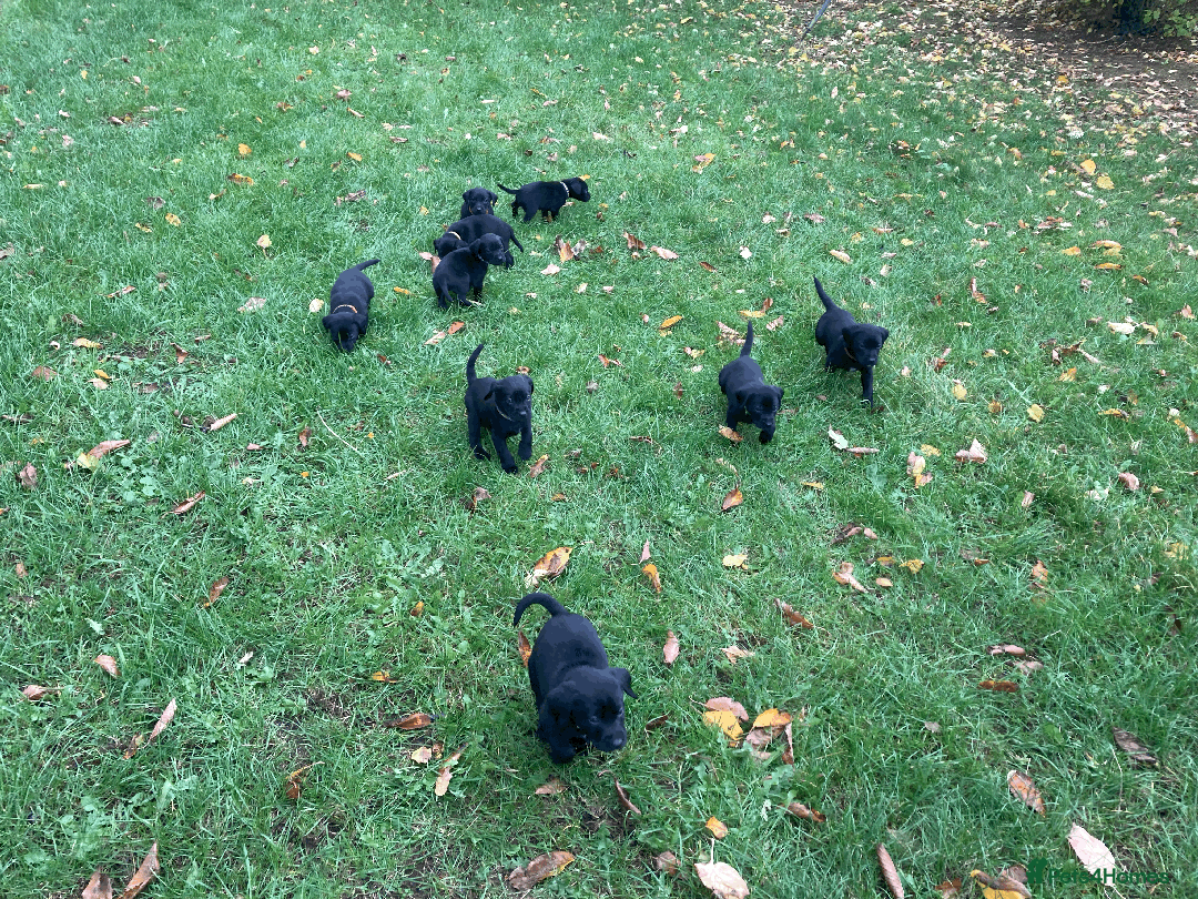 Labrador Retriever dogs for sale: 4x Black Dog Labrador Puppies - Image 4