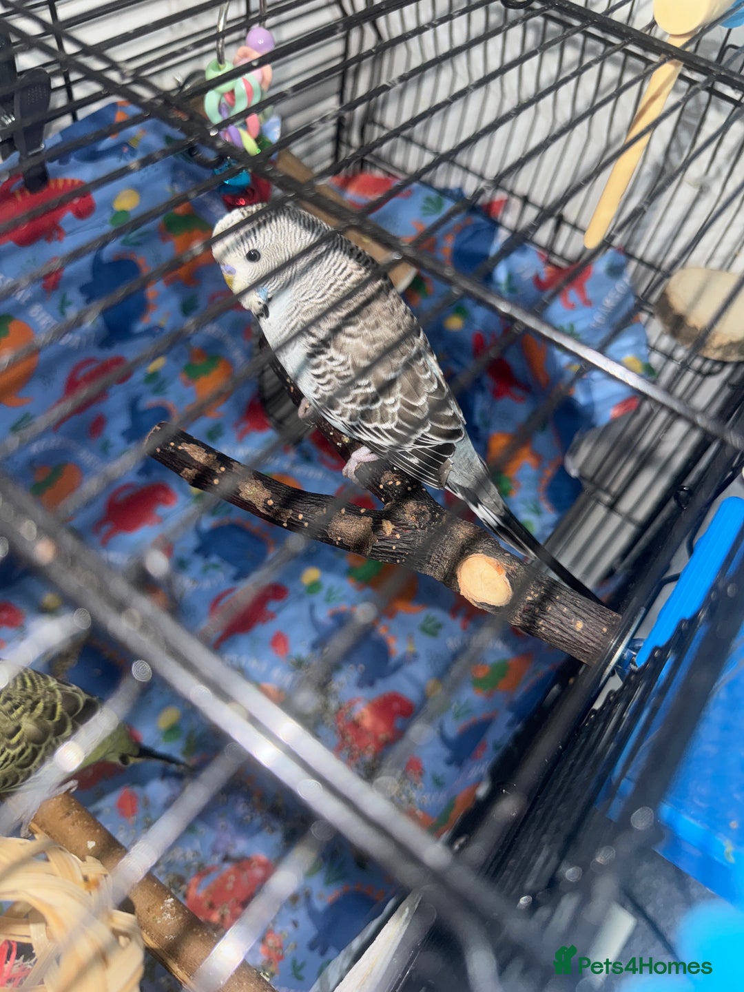 Budgerigars birds for sale: 2 Budgies for sale  - Image 3