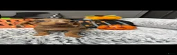 Dachshund dogs for sale: Miniature dachshunds  - Advert 14