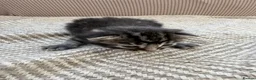Mixed Breed cats for sale: Three beautiful kittens - loving homes only - Advert 6