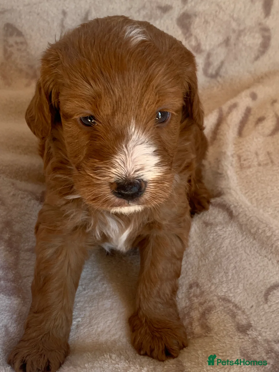 Cockapoo dogs for sale: Beautiful litter of F1 Cockapoo puppies  - Advert 14