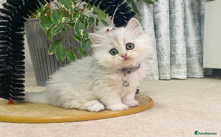 British Longhair cats - Advert 4