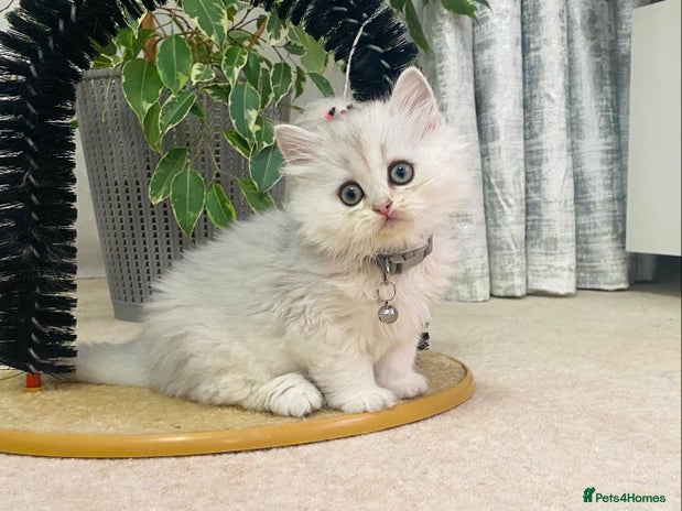 British Longhair cats - Advert 4