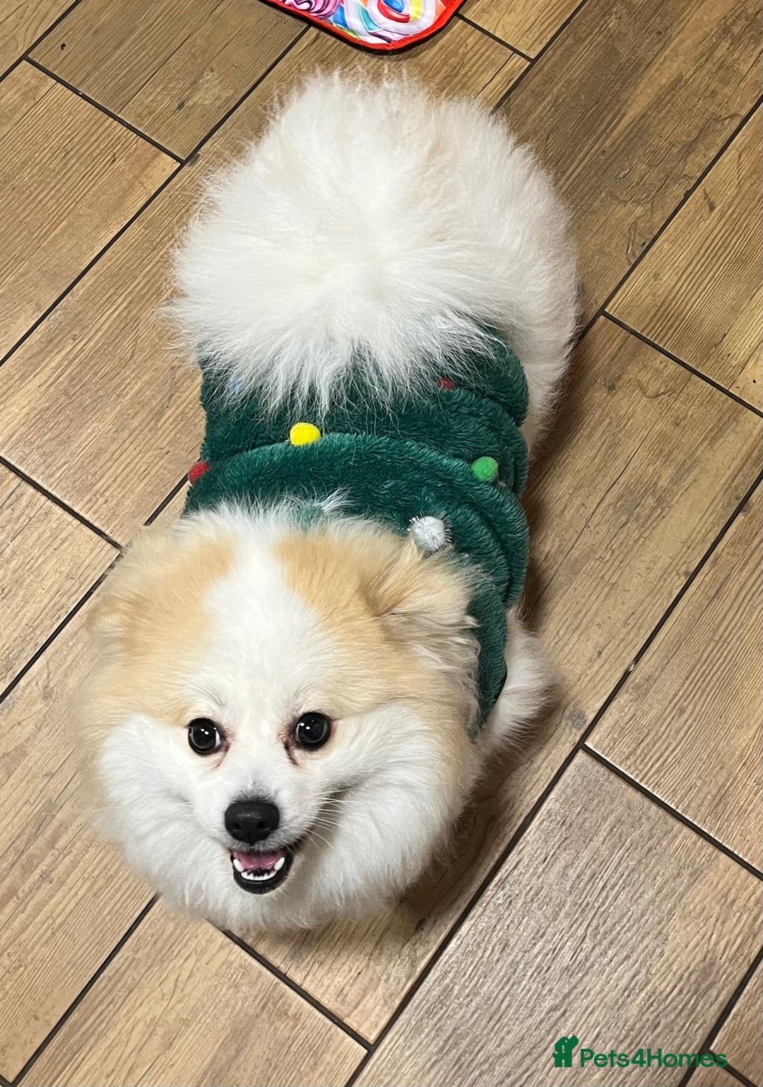 Mixed Breed dogs for sale: angel age 2 - Advert 3