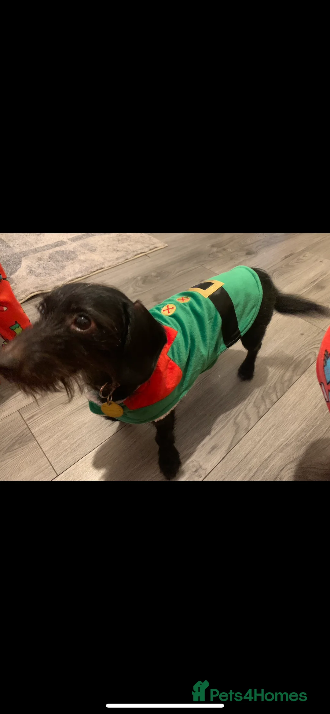Dachshund dogs for sale: Wire Haired Dachshund - Dougie/Douglas - Advert 4