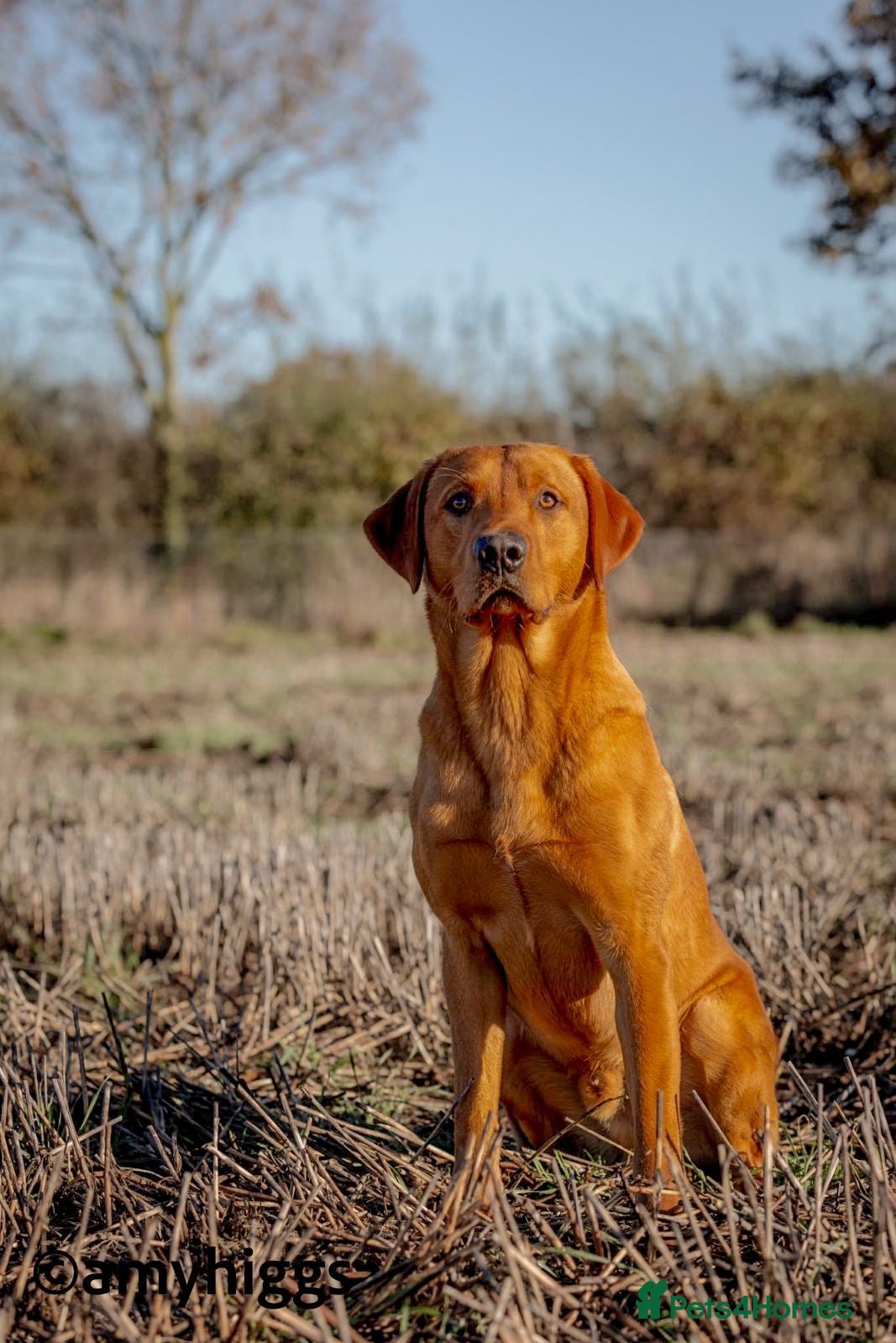 Labrador Retriever dogs At stud dark yellow /red Labrador  in St Albans - Advert 11