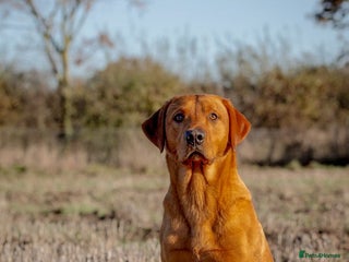 Labrador Retriever dogs in St Albans - Advert 31