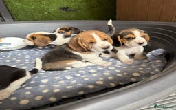 Beagle dogs for sale: Beagle puppies ready soon💕 - Image 22