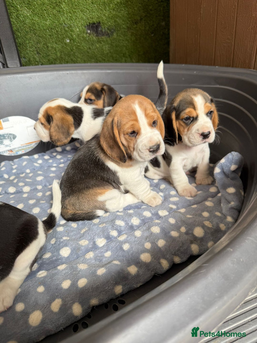 Beagle dogs for sale: Beagle puppies ready soon💕 - Image 22