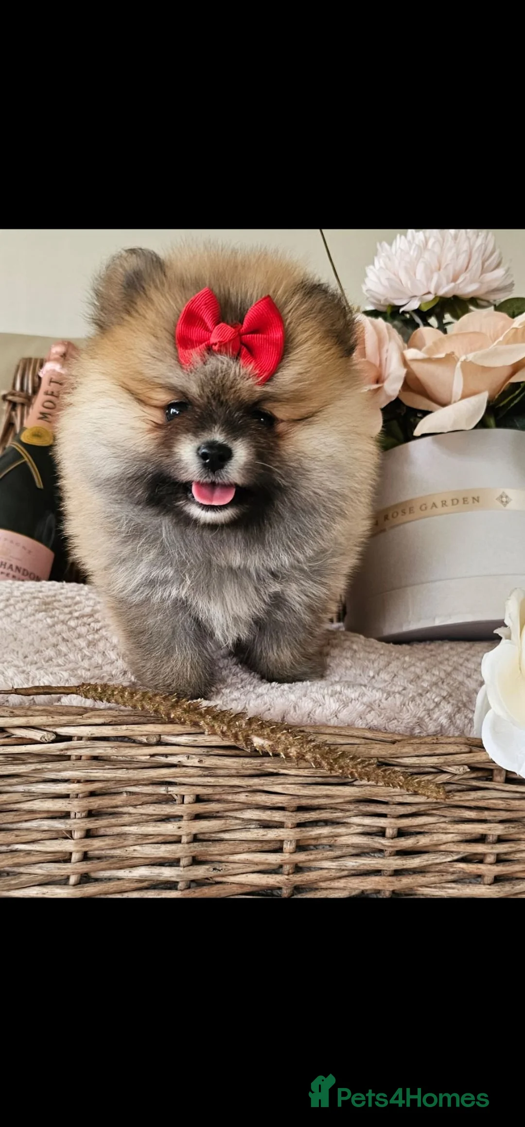 Pomeranian dogs for sale: Pomeranian puppies  in Maidstone - Advert 10