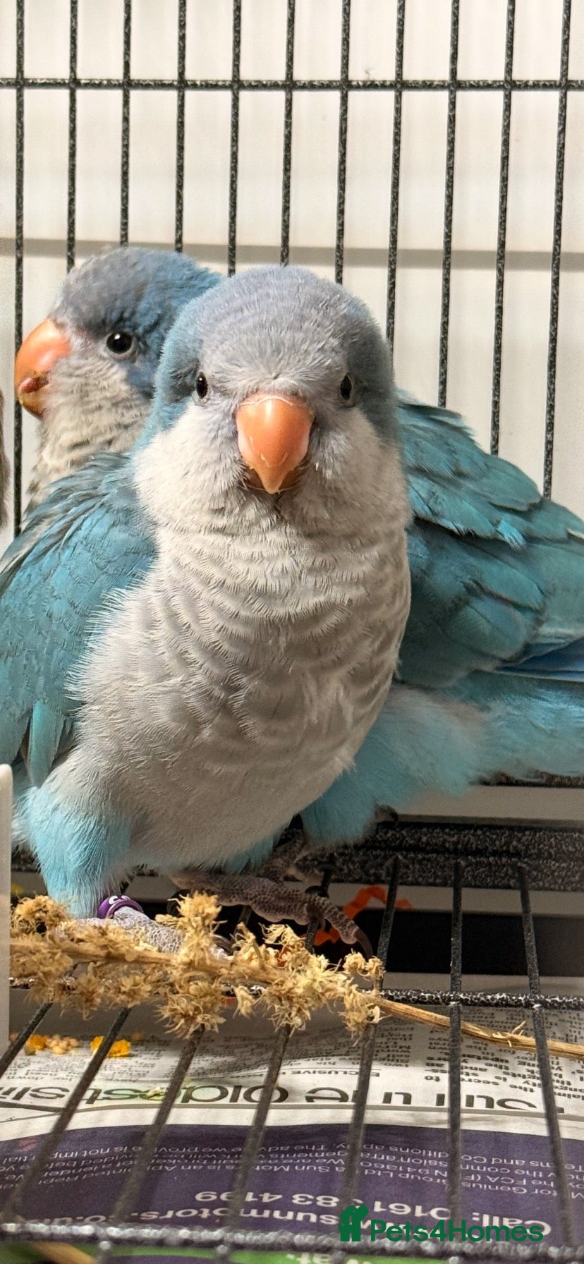 Parrots birds Blue Quaker parrot  - Advert 1