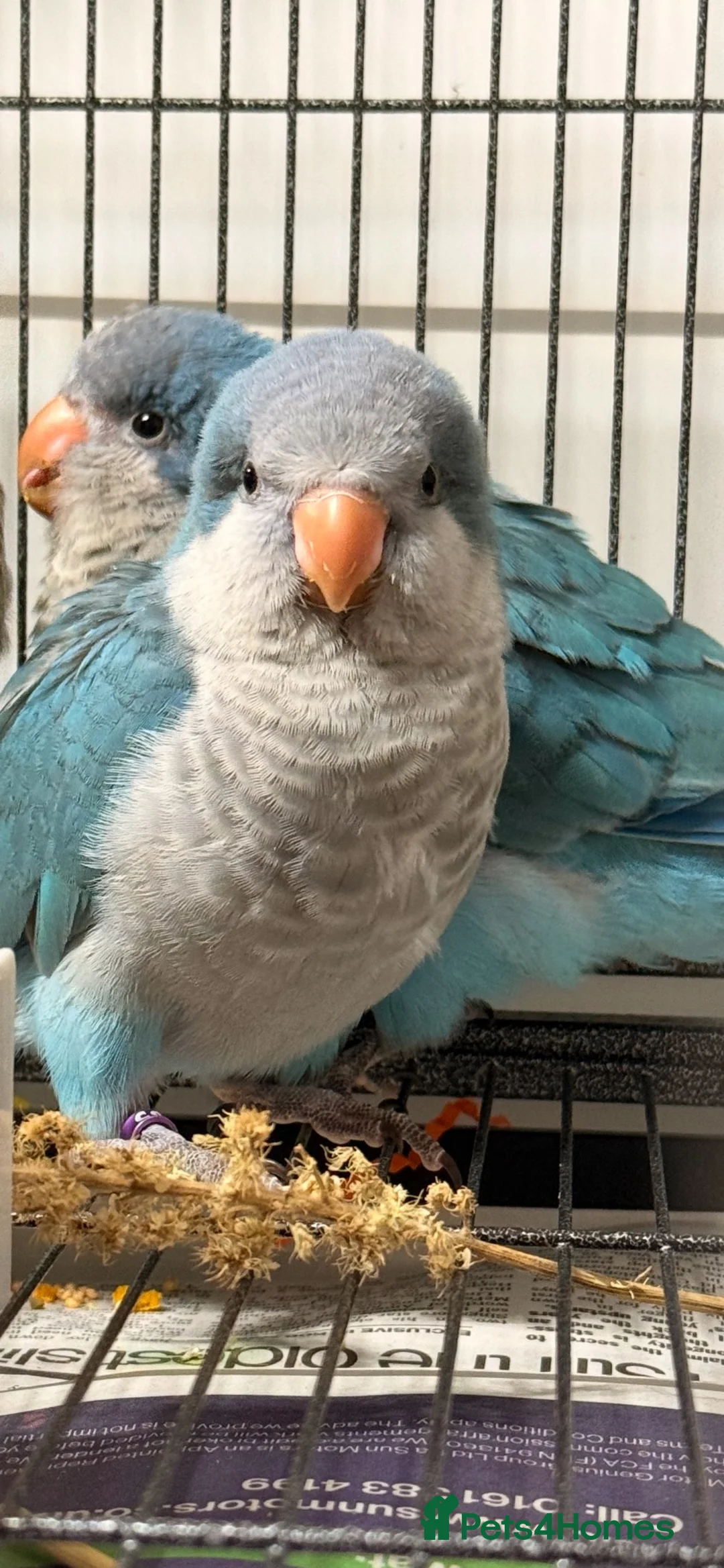 Parrots birds for sale: Blue Quaker parrot  in Wakefield - Advert 1