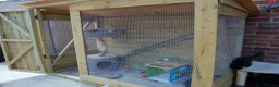 Mixed Breed cats for sale: Black kittens with brown stripes - Advert 12