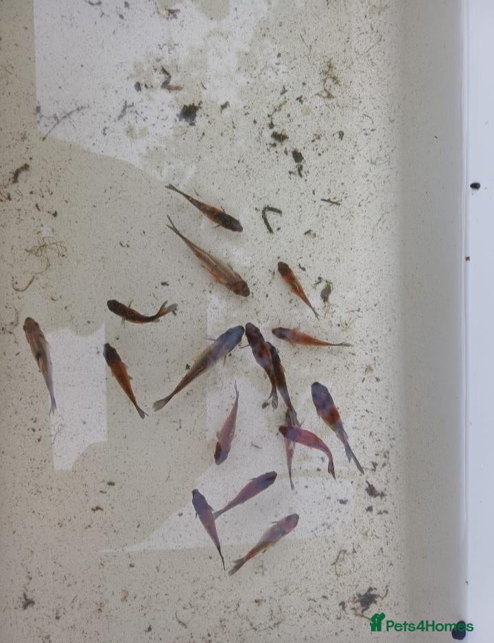 Shubunkins fish Baby Subunkins - Advert 8