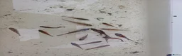 Shubunkins fish for sale: Baby Subunkins - Advert 1