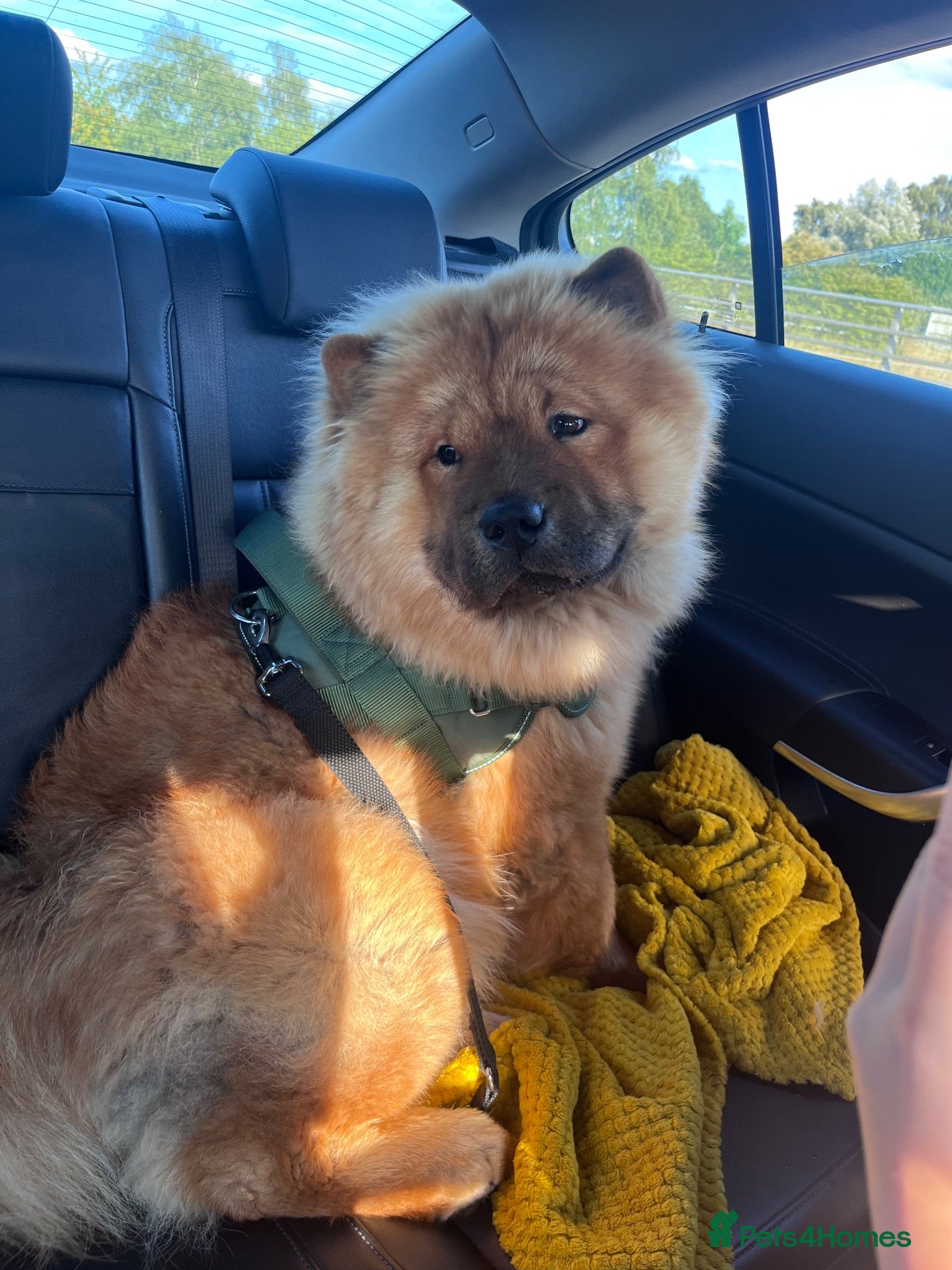 Chow Chow dogs Mikey the chow  - Advert 2