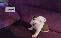 Staffordshire Bull Terrier dogs for sale: Pupici Staffordshire Bull Terrier,white verry rare - Image 8