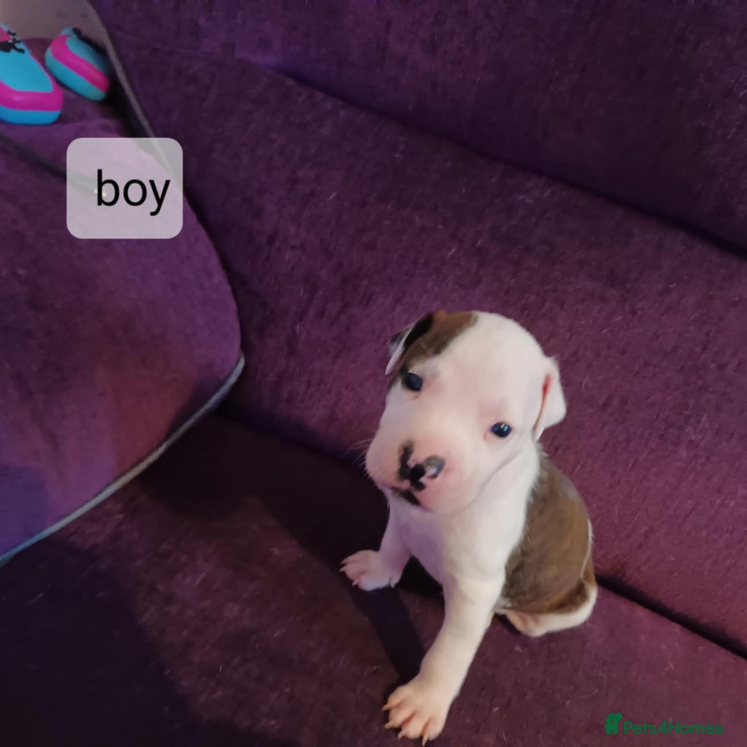 Staffordshire Bull Terrier dogs for sale: Pupici Staffordshire Bull Terrier,white verry rare - Image 8