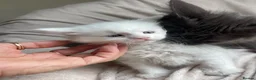 Maine Coon cats for sale: Maine Coon boy - Advert 20