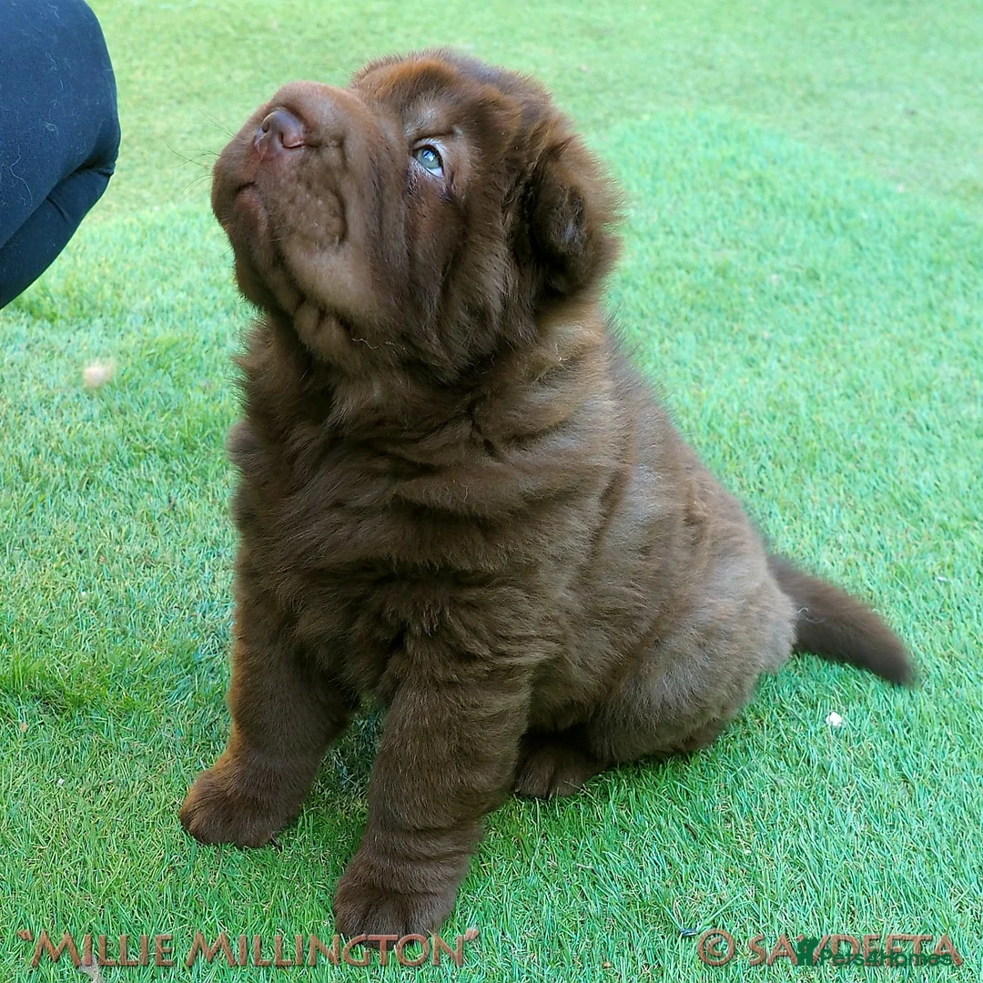 Shar Pei dogs for sale: Irresistible KC Reg Bear-coat Shar-Pei Pups - SOLD - Advert 2