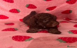 Toy Poodle dogs for sale: *Price reduced *last 2 Kc reg toy poodle pups  - Image 10