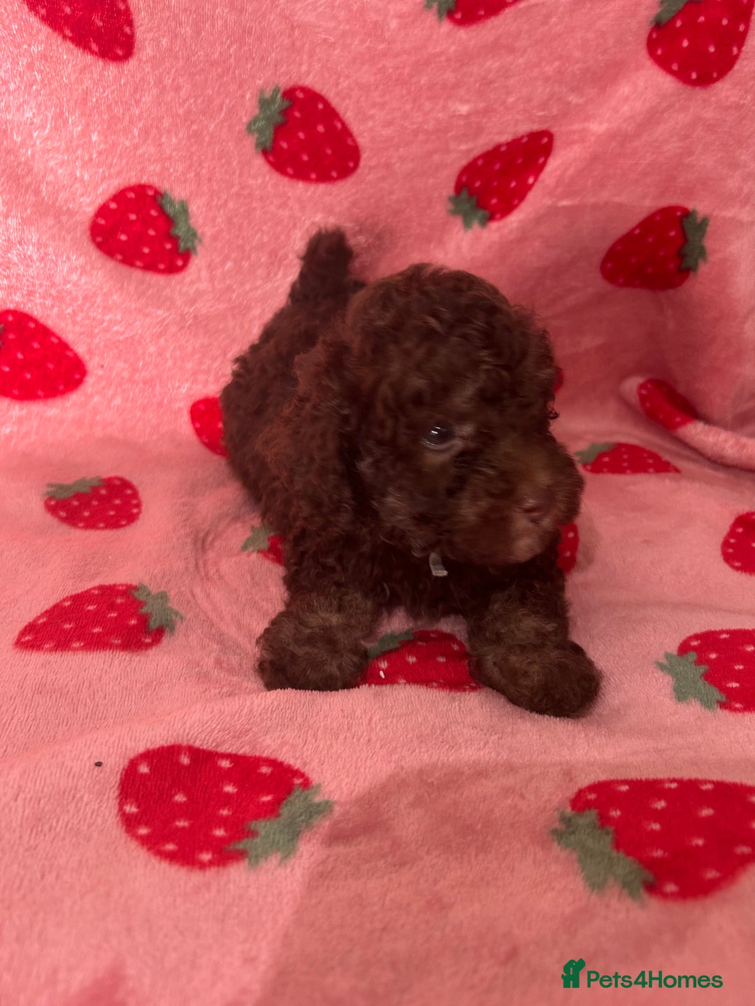 Toy Poodle dogs for sale: *Price reduced *last 2 Kc reg toy poodle pups  - Image 10