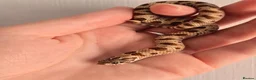Snake reptiles for sale: Extreme Red Purple line Western Hognose CB26 - Advert 1