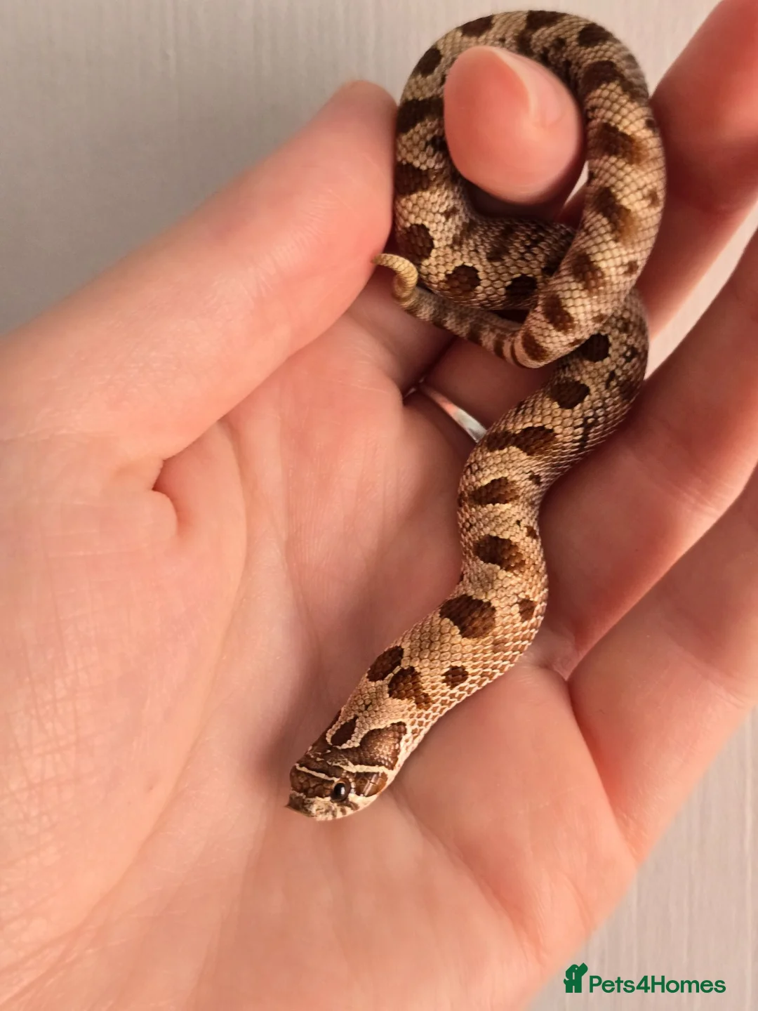 Snake reptiles for sale: Extreme Red Purple line Western Hognose CB26 - Advert 1