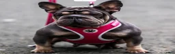 French Bulldog dogs for sale: French bulldogs - Advert 1